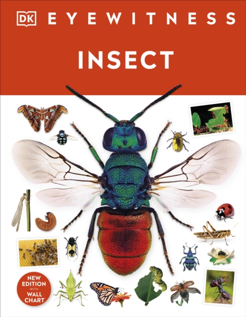 Insect, Hardback Book