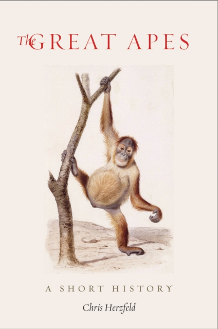 The Great Apes : A Short History, EPUB eBook