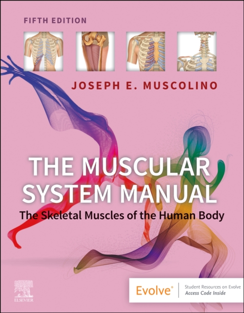The Muscular System Manual : The Skeletal Muscles of the Human Body, Paperback / softback Book
