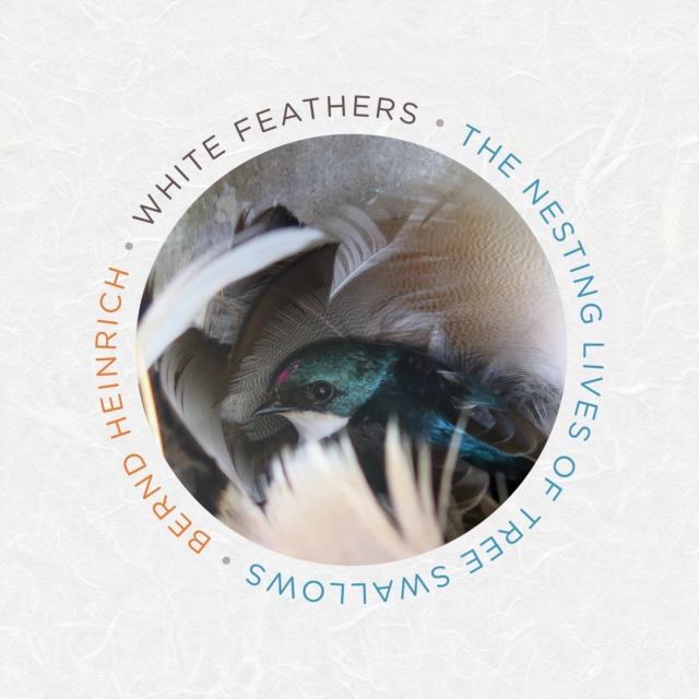 White Feathers : The Nesting Lives of Tree Swallows, eAudiobook MP3 eaudioBook