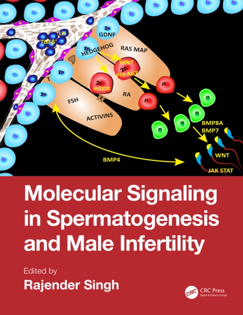 Molecular Signaling in Spermatogenesis and Male Infertility, PDF eBook