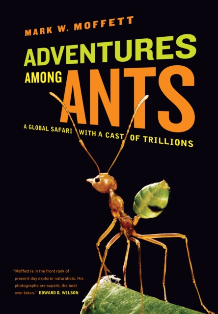 Adventures among Ants : A Global Safari with a Cast of Trillions, EPUB eBook
