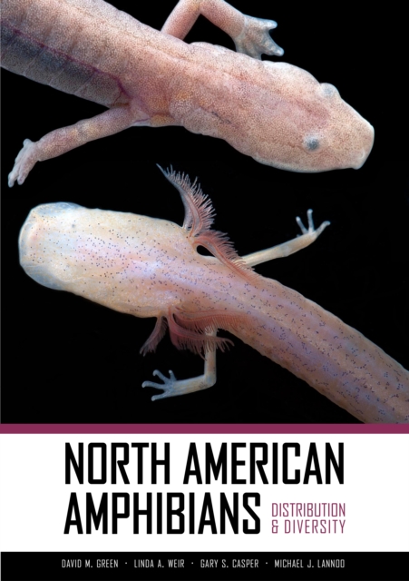 North American Amphibians : Distribution and Diversity, EPUB eBook