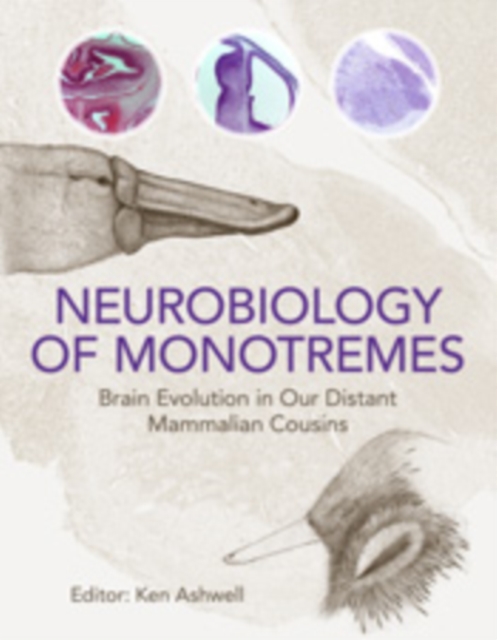 Neurobiology of Monotremes : Brain Evolution in Our Distant Mammalian Cousins, PDF eBook