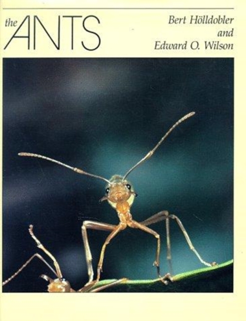 The Ants, Hardback Book