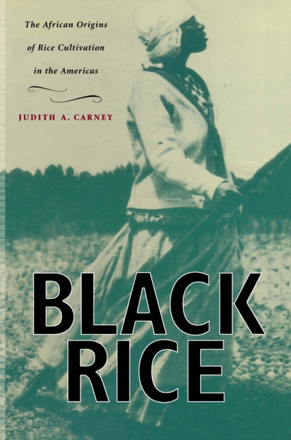 Black Rice : The African Origins of Rice Cultivation in the Americas, PDF eBook