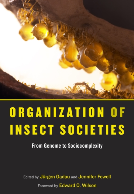 Organization of Insect Societies : From Genome to Sociocomplexity, PDF eBook