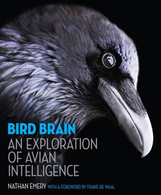 Bird Brain : An Exploration of Avian Intelligence, Hardback Book