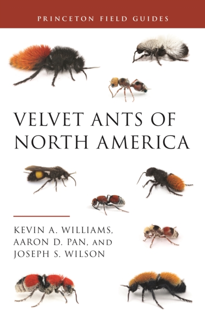 Velvet Ants of North America, PDF eBook