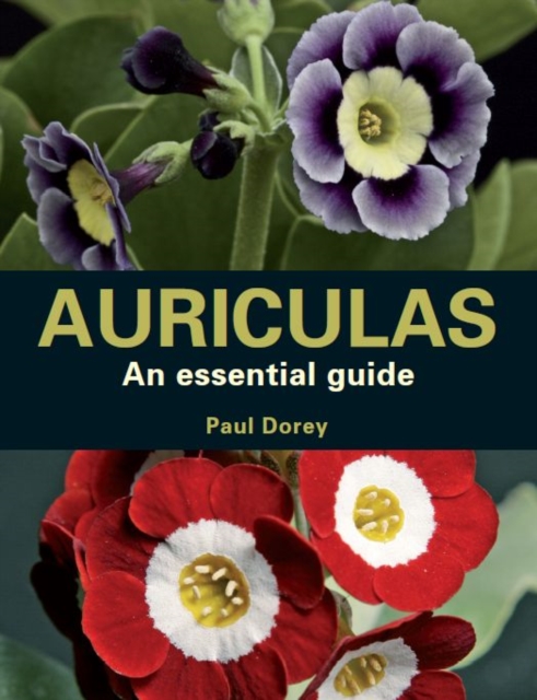 Auriculas : An Essential Guide, Paperback / softback Book