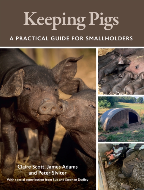 Keeping Pigs : A Practical Guide for Smallholders, Paperback / softback Book