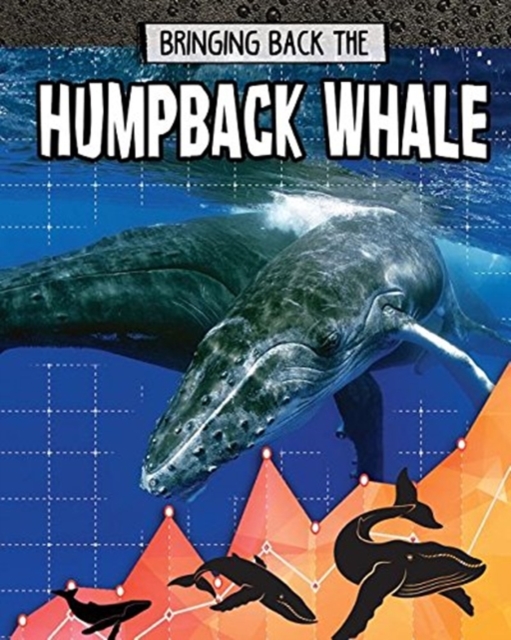 Humpback Whale : Bringing Back The, Paperback / softback Book