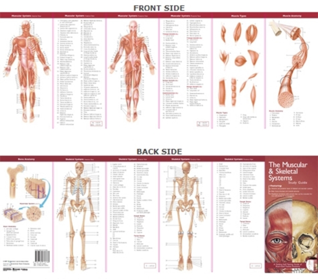 Anatomical Chart Company's Illustrated Pocket Anatomy: The Muscular & Skeletal Systems Study Guide, Fold-out book or chart Book