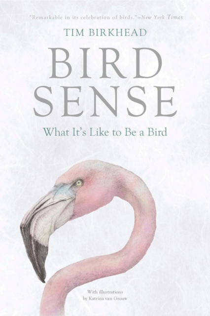 Bird Sense : What It's Like to Be a Bird, EPUB eBook
