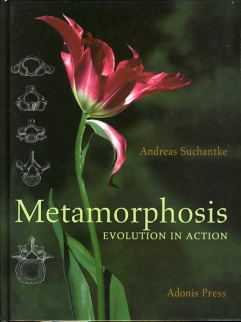 Metamorphosis : Evolution in Action, Hardback Book