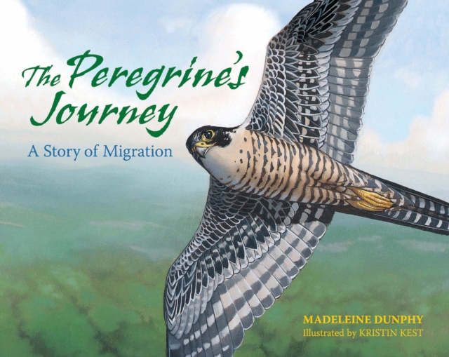 The Peregrine's Journey : A Story of Migration, PDF eBook