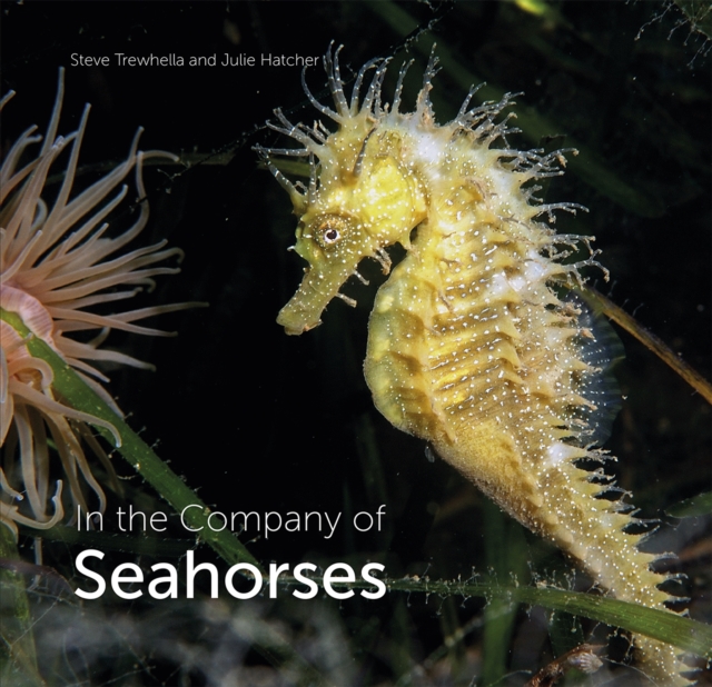 In the Company of Seahorses, Hardback Book