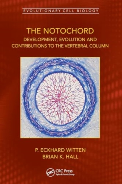 The Notochord : Development, Evolution and contributions to the vertebral column, Paperback / softback Book