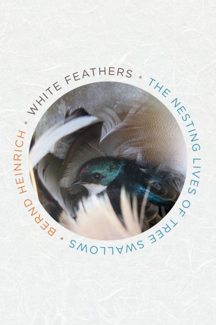 White Feathers : The Nesting Lives of Tree Swallows, EPUB eBook