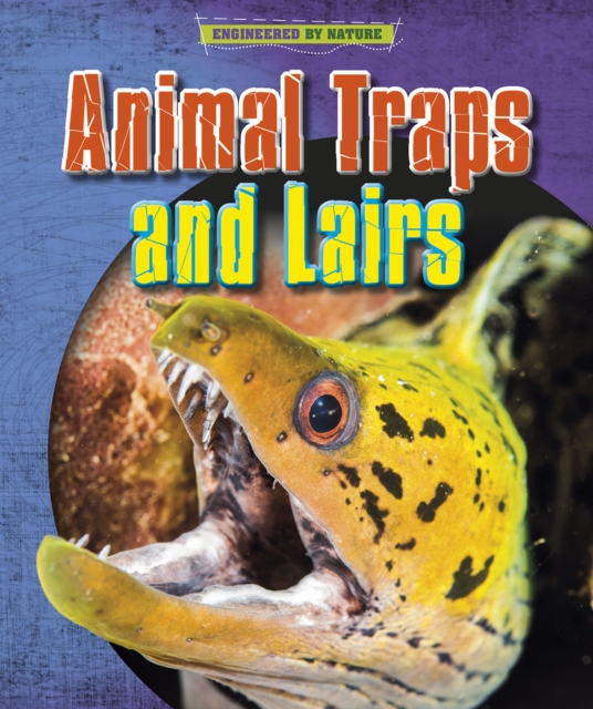 Animal Homes and Hang-outs, Hardback Book