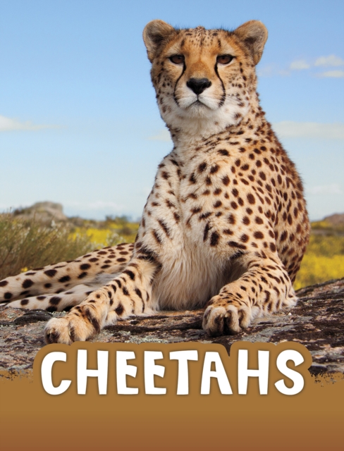 Cheetahs, Paperback / softback Book