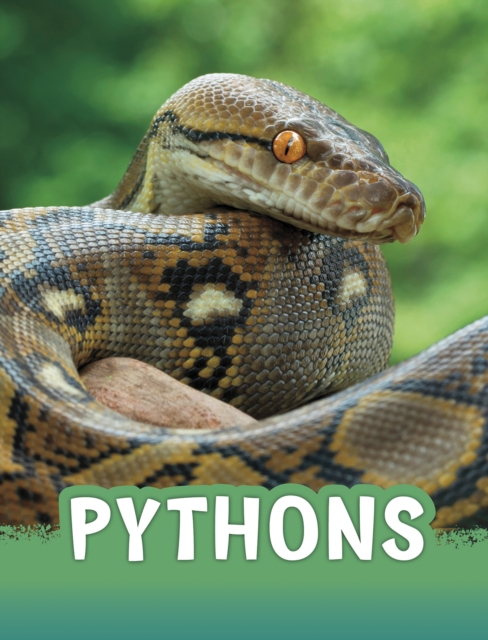 Pythons, Paperback / softback Book