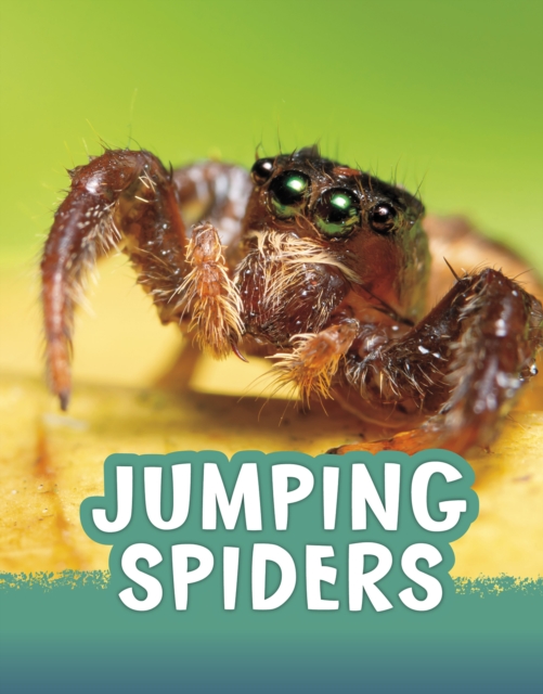 Jumping Spiders, Hardback Book