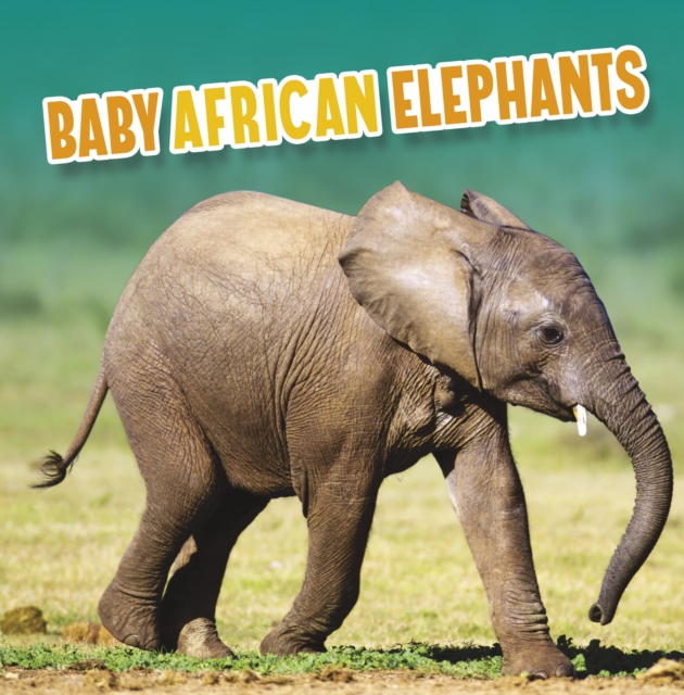 Baby African Elephants, Hardback Book