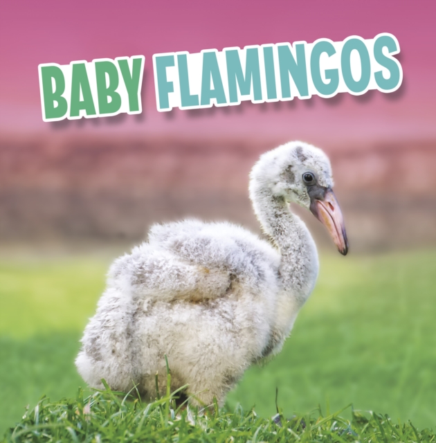 Baby Flamingos, Hardback Book