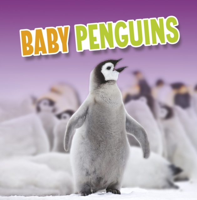Baby Penguins, Hardback Book