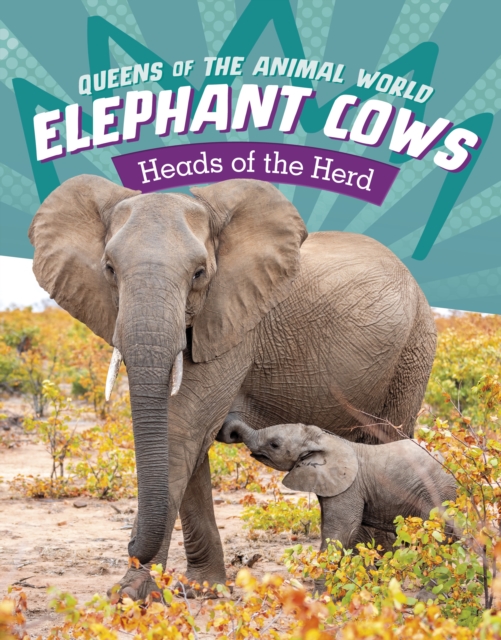 Elephant Cows : Heads of the Herd, Hardback Book