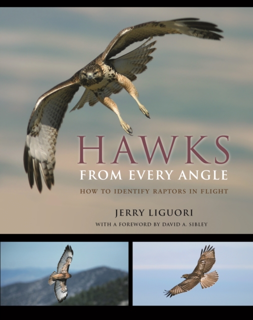 Hawks from Every Angle : How to Identify Raptors In Flight, PDF eBook