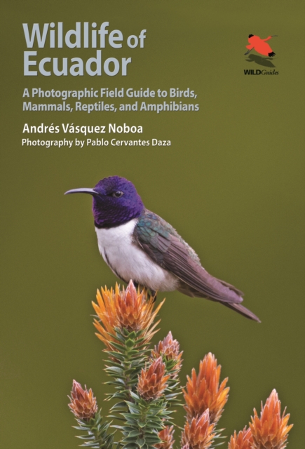 Wildlife of Ecuador : A Photographic Field Guide to Birds, Mammals, Reptiles, and Amphibians, PDF eBook