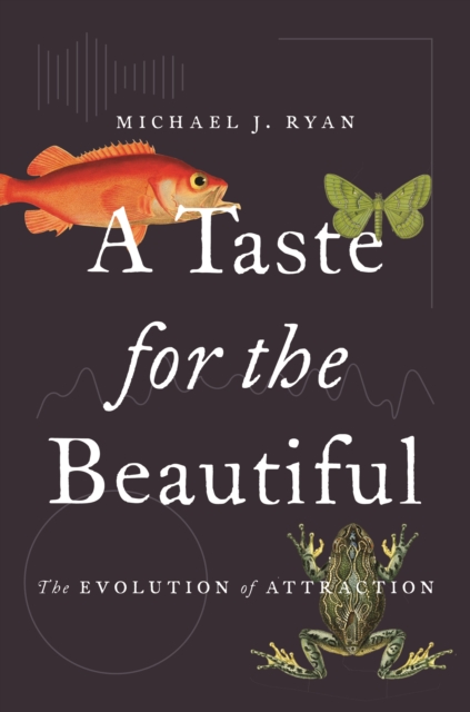 A Taste for the Beautiful : The Evolution of Attraction, EPUB eBook