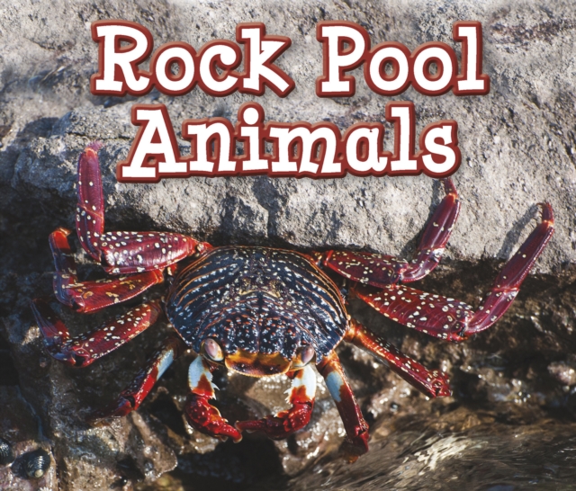 Rock Pool Animals, PDF eBook