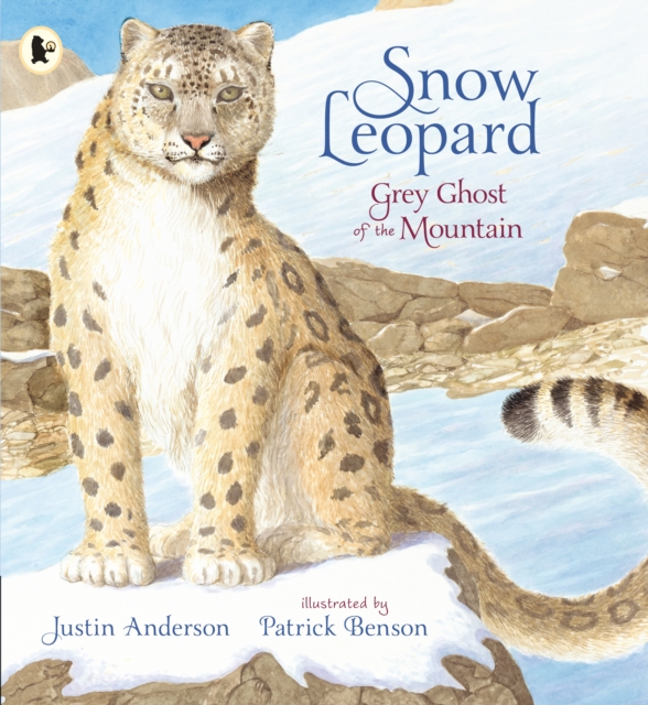 Snow Leopard: Grey Ghost of the Mountain, Paperback / softback Book