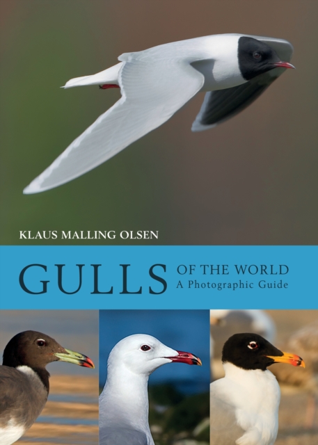 Gulls of the World : A Photographic Guide, EPUB eBook