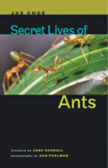Secret Lives of Ants, Hardback Book