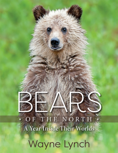 Bears of the North : A Year Inside Their Worlds, Hardback Book