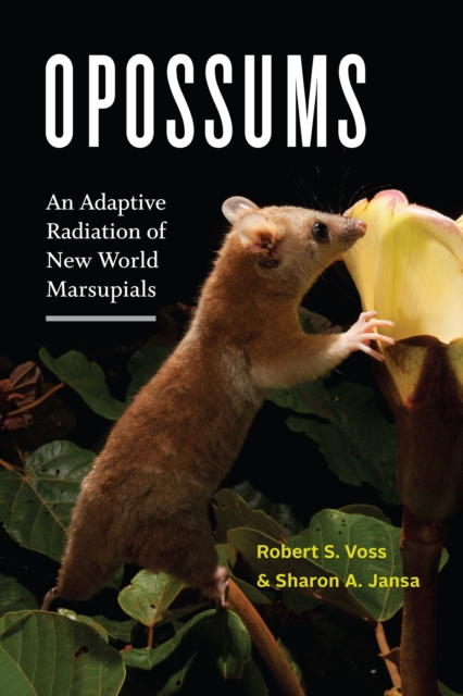 Opossums, EPUB eBook