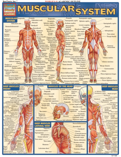 Muscular System, PDF eBook