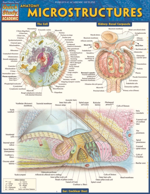 Anatomy Microstructures, PDF eBook