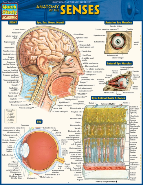 Anatomy Of The Senses : QuickStudy Reference Guide, PDF eBook
