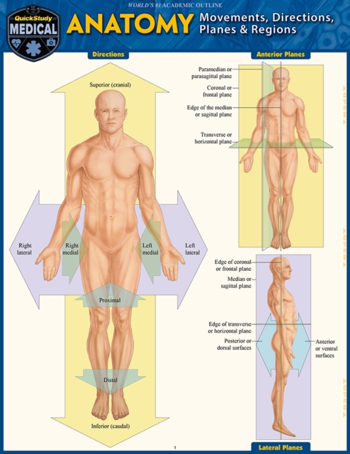 Anatomy - Directions, Planes, Movements & Regions : a QuickStudy Digital Reference Guide, PDF eBook