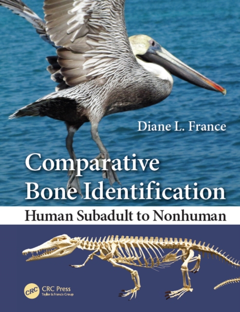 Comparative Bone Identification : Human Subadult to Nonhuman, PDF eBook