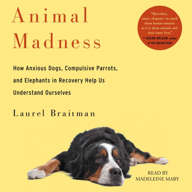 Animal Madness : How Anxious Dogs, Compulsive Parrots, Gorillas on Drugs, and Elephants in Recovery Help Us Understand Ourselves, eAudiobook MP3 eaudioBook