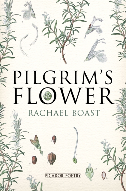 Pilgrim's Flower, EPUB eBook