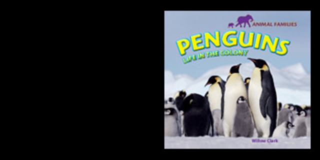 Penguins : Life in the Colony, PDF eBook