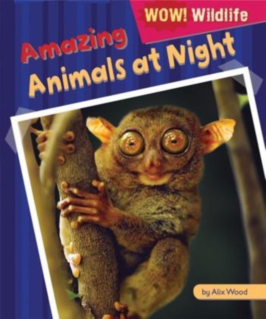 Amazing Animals at Night, PDF eBook