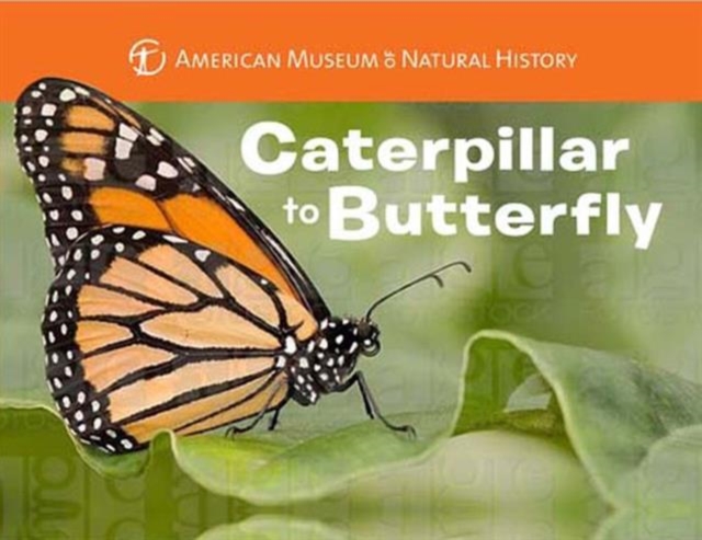 Caterpillar to Butterfly, Board book Book